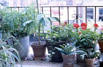 Pot plants on the Fire Escape